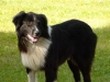 Good Old Dogs