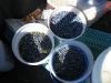 Blueberries